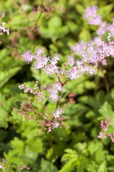 Filipendula palmata 'Kahome', Mädesüß, rosa Blüten, ca. 9x9 cm Topf