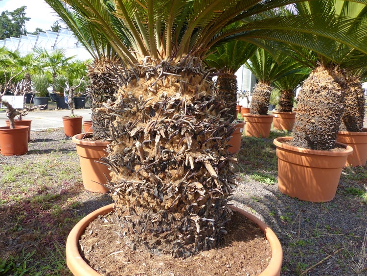 Eine Gruppe von Cycas revoluta Palmfarnen in Tontöpfen in einer Gärtnerei mit einer Nahaufnahme des strukturierten Stammes einer Pflanze.
