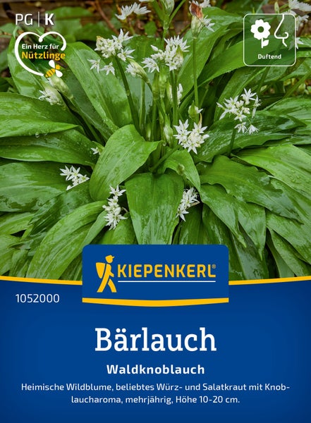 Kiepenkerl Bärlauch Samen mit essbaren Blättern und weißen Blüten, eine mehrjährige Pflanze für den Garten.