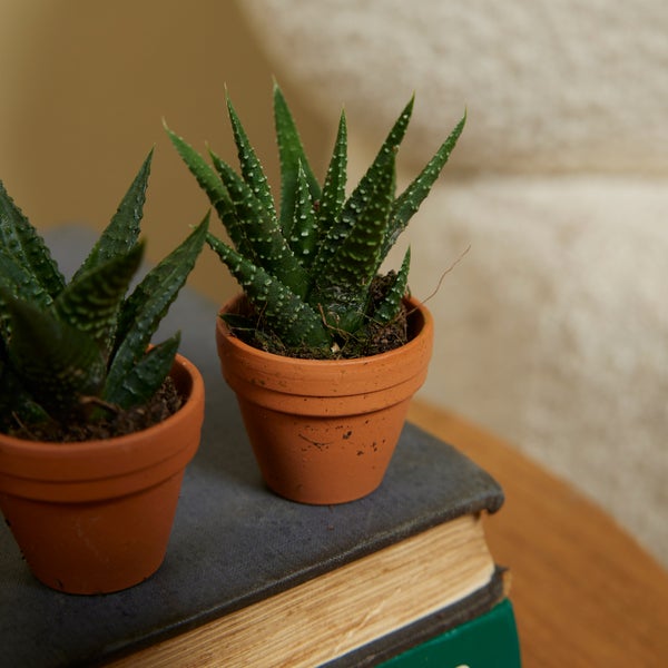 Bloomique – 3er-Mix – Mini-Sukkulenten – Sukkulenten – Zimmerpflanzen – sehr pflegeleicht – 5–10 cm hoch – Terrakotta-Topf 3,5 cm