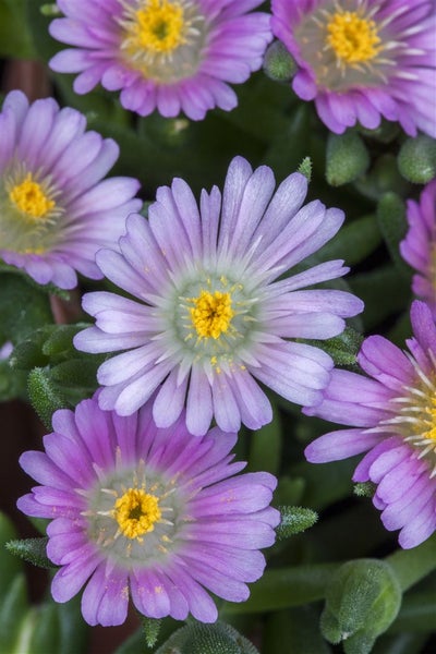Delosperma congestum, Mittagsblume, gelb, ca. 9x9 cm Topf