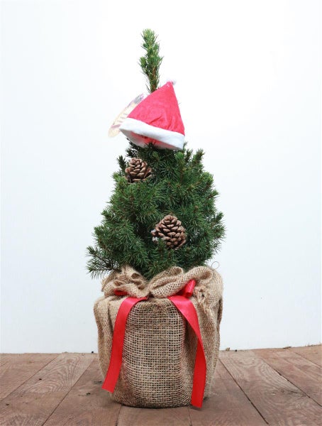 Kleine Fichte im Jutesack mit Tannenzapfen und Weihnachtsmütze