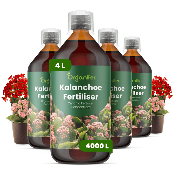 Vier Flaschen Organifer Kalanchoe Dünger, organisches Flüssigdünger-Konzentrat, 4 Liter ausreichend für 4000 Liter.