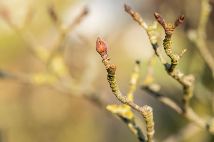 Nahaufnahme eines Zweigs mit einer einzelnen Knospe im Frühling.