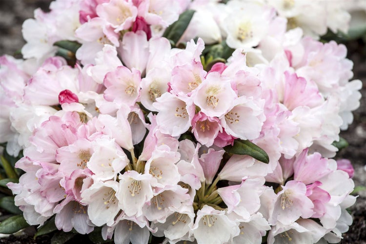 Nahaufnahme einer Rhododendronblüte mit rosa und weißen Blüten