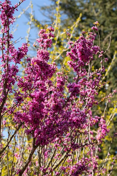 Blühender Judasbaum mit violetten Blüten