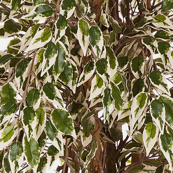 Detailansicht einer künstlichen Ficus Benjamina Pflanze mit grün-weißen Blättern und braunen Zweigen.