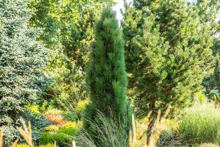 Säulenförmige Kiefer in einem Garten