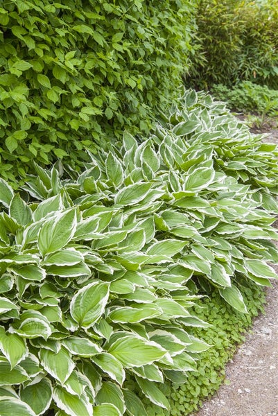 Hosta sieboldii, Funkie, grün-weiß, ca. 9x9 cm Topf