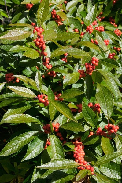 Ilex verticillata, Winterbeere, 60–80 cm, leuchtend rote Beeren