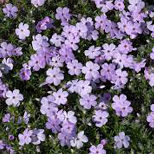Blütenmeer mit lilafarbenen Blaukissen-Blüten