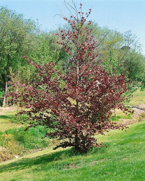 Fagus sylvatica 'Purpurea', Rotbuche, purpurrot, 20–30 cm