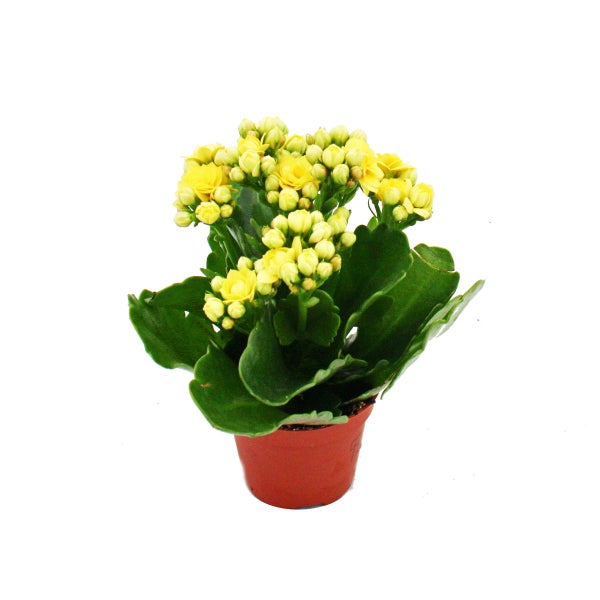 Mini-Kalanchoe Rosalina - Set mit 3 versch. Pflanzen - Flammendes Käthchen - 5,5cm Topf