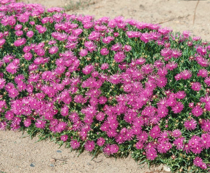 Delosperma cooperi, rosa, ca. 9x9 cm Topf