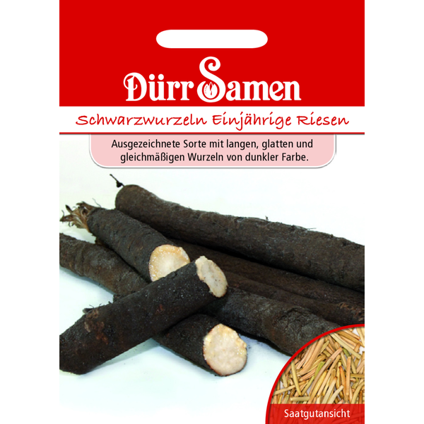 Schwarzwurzeln Einjährige Riesen Saatgut von Dürr Samen