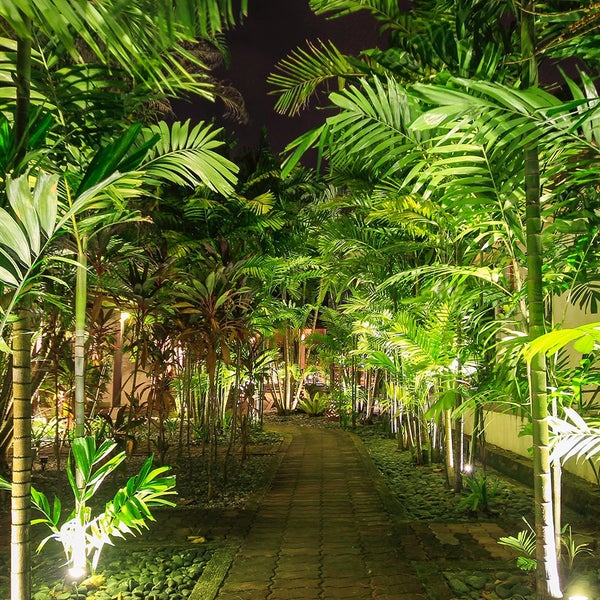 Beleuchteter Gartenweg mit tropischen Pflanzen und Steinen