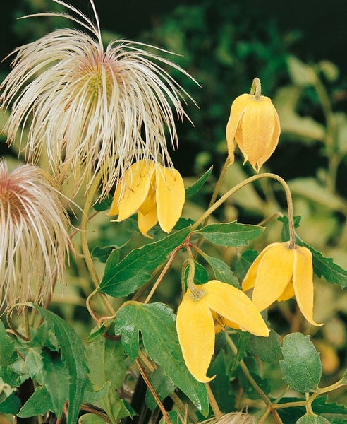 Clematis tangutica, gelbe Blüten, 100–150 cm