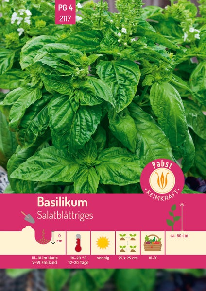 Samen für Basilikum Salatblättriges, Pflanze mit großen grünen Blättern und weißen Blüten, Pabst Logo.