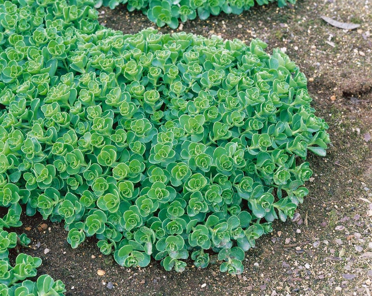 Sedum spurium, Teppichsedum, ca. 9x9 cm Topf, pflegeleicht