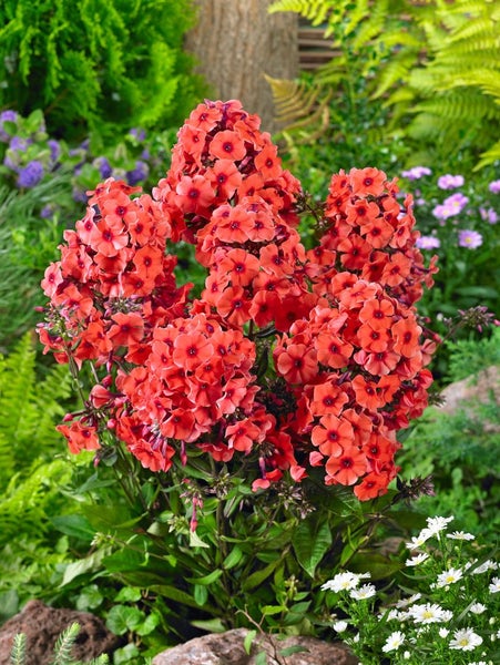 Phlox paniculata 'Tequila Sunrise', Flammenblume, mehrfarbig, ca. 11x11 cm Topf