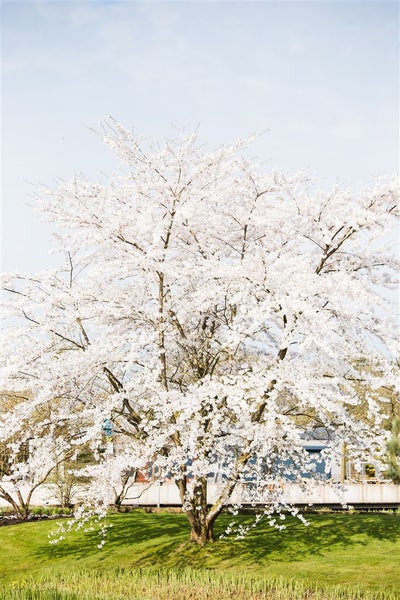 Blühender Kirschbaum im Garten