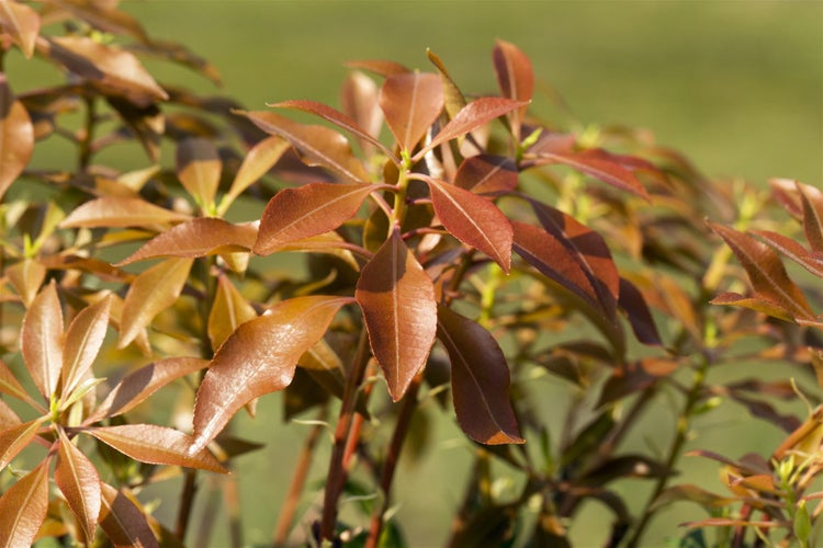 Pieris japonica 'Mountain Fire', Japanische Lavendelheide, 40–50 cm