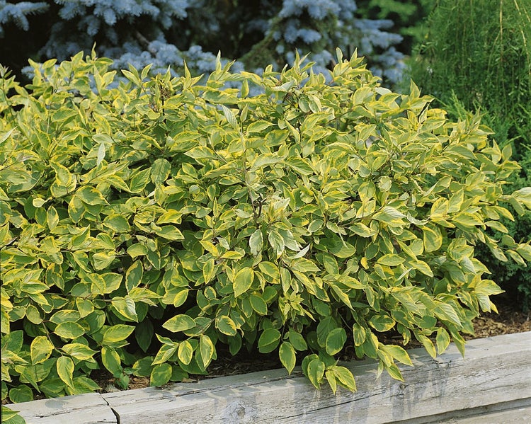 Cornus alba 'Gouchaultii', Hartriegel, buntes Laub, 40–60 cm