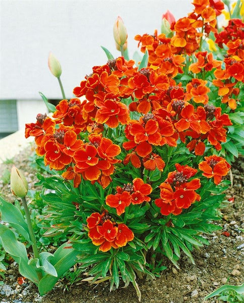 Goldlackblumen im Gartenbeet