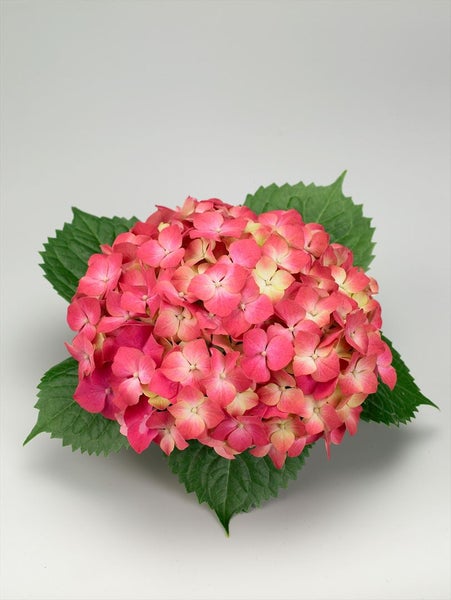 Hydrangea macrophylla 'Leuchtfeuer', Hortensie, rot, 40–60 cm