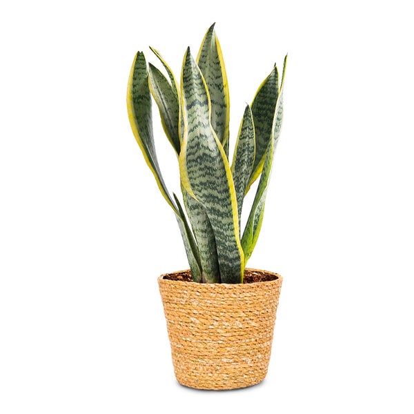 2x WL Sansevieria Laurentii inkl. Korb Maki P12H50