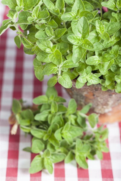 Origanum vulgare ssp. hirtum, Griechischer Oregano, ca. 9x9 cm Topf