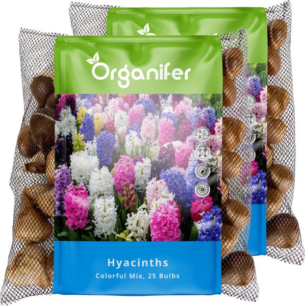 Zwei Packungen Organifer Hyazinthen Blumenzwiebeln, bunte Mischung, je 25 Stück