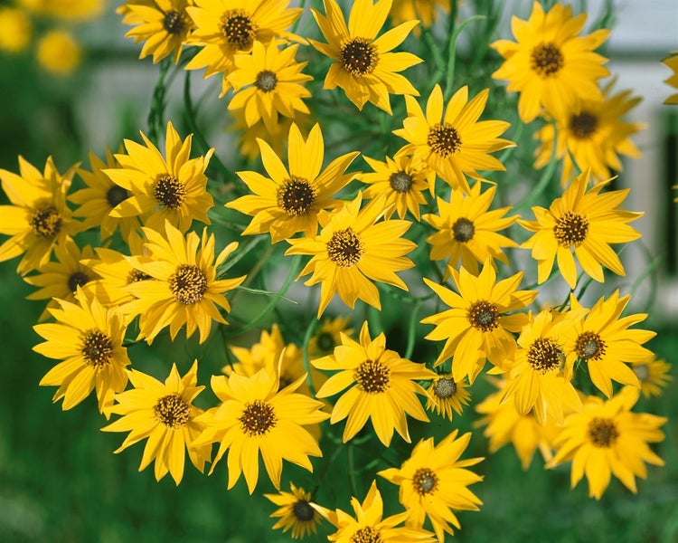 Helianthus salicifolius, Weidenblättrige Sonnenblume, ca. 11x11 cm Topf