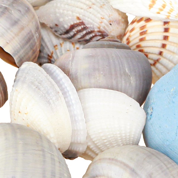 Nahaufnahme von verschiedenen Muscheln