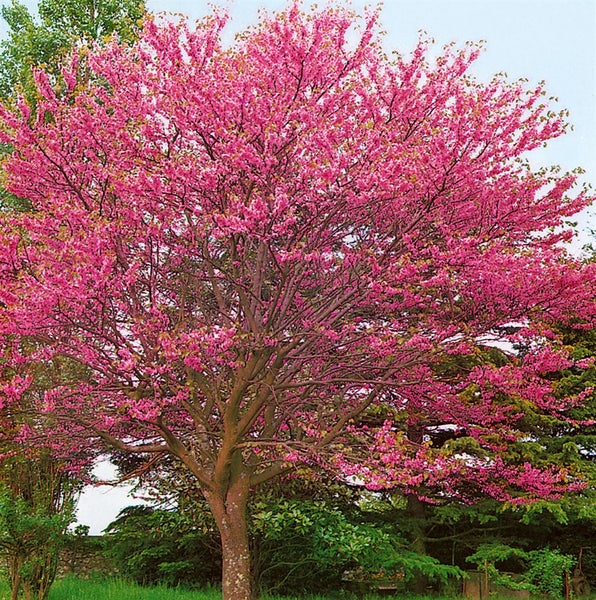 Ein blühender Judasbaum mit zahlreichen rosa Blüten in einer Gartenumgebung.