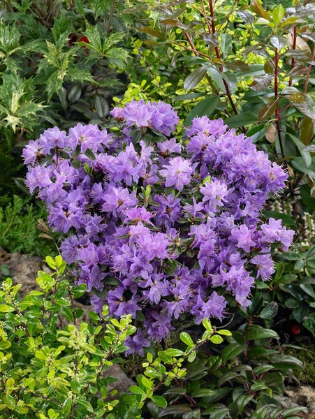 Rhododendron impeditum 'Blue Tit', Zwerg-Rhododendron, blau, 20–25 cm