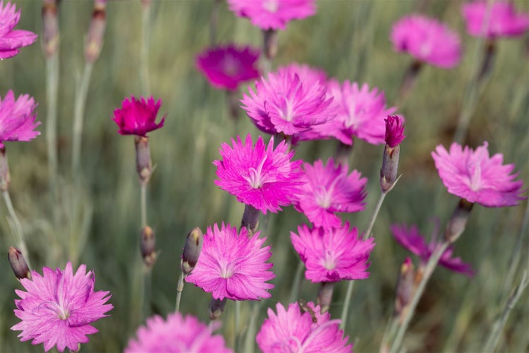 Dianthus gratianop. 'Feuerhexe', Nelke, leuchtend rosa, ca. 9x9 cm Topf