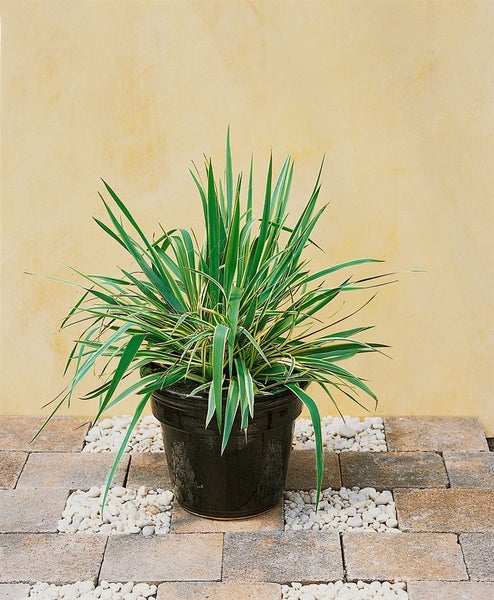 Yucca Zimmerpflanze in einem Topf