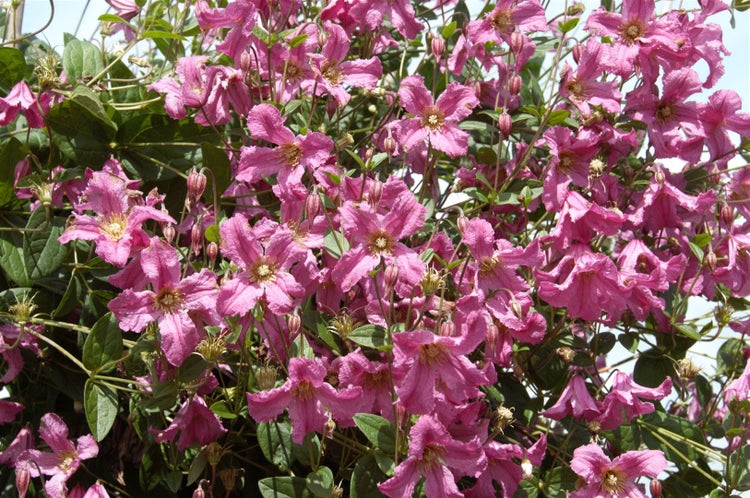 Clematis integrifolia 'Aljonushka', Glockenrebe, rosa, 60–100 cm