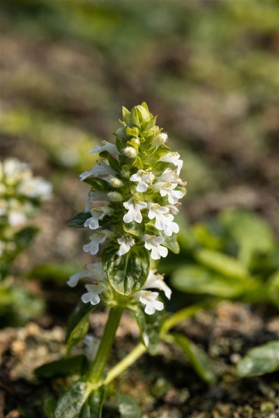 Ajuga reptans 'Alba', Günsel, weißblühend, ca. 9x9 cm Topf