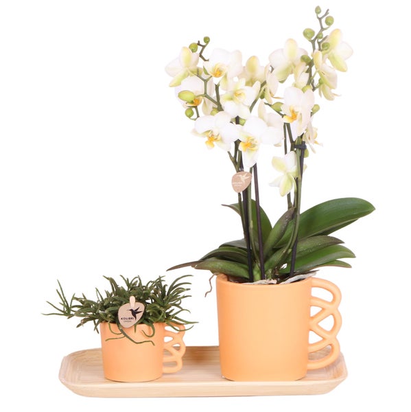 Orchidee und Sukkulente in passenden Übertöpfen auf einem Tablett