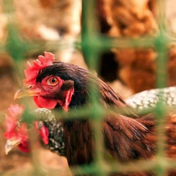 Ein Huhn hinter einem grünen Maschendrahtzaun in einem Gehege.