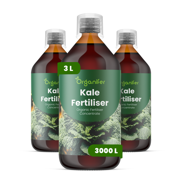 Vorher-Nachher-Vergleich von beschädigtem und gesundem Palmkohl nach der Anwendung von Organifer.