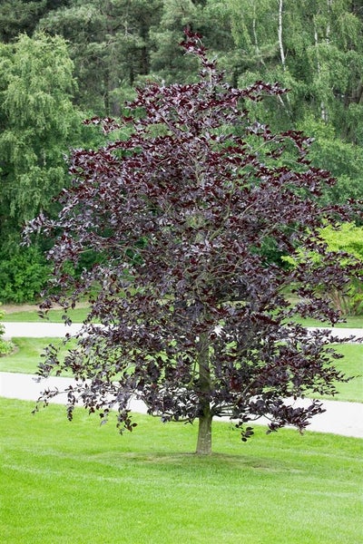 Fagus sylvatica 'Purpurea', Rotbuche, purpurrot, 60–100 cm