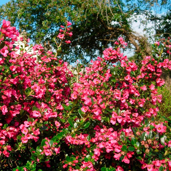 Strauch mit rosafarbenen Blüten und grünen Blättern