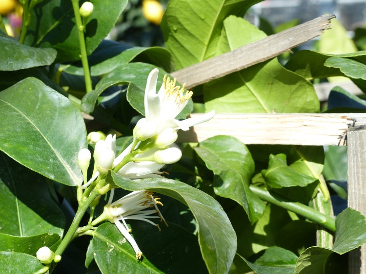 Spalier Zitrone 160 cm, Citrus Limon am Spalier, Zitronenbaum, Zitrus