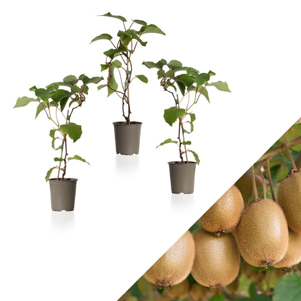 3x WL Actinidia Deliciosa 'Jenny' (Kiwi) P9H40 HORNBACH