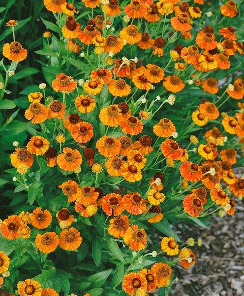 Blühende Sonnenbraut-Pflanze mit orangen Blüten im Garten