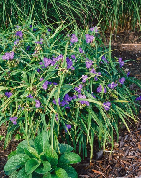 Tradescantia x andersoniana 'Zwanenburg Blue', ca. 9x9 cm Topf, blau