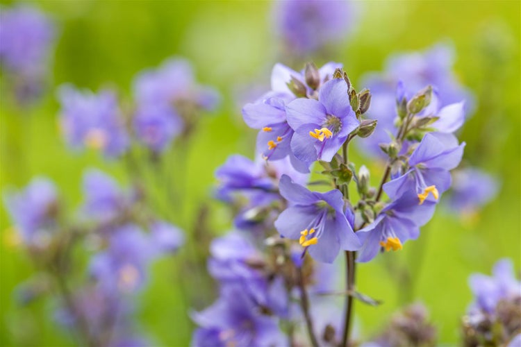 Polemonium yezoense 'Purple Rain', Jakobsleiter, violett, ca. 9x9 cm Topf
